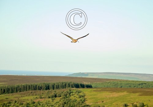     Common Curlew Over Moorland DM2048
